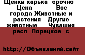 Щенки харька! срочно. › Цена ­ 5 000 - Все города Животные и растения » Другие животные   . Чувашия респ.,Порецкое. с.